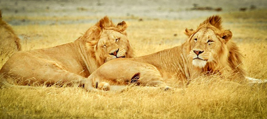 Serengeti National Park Tanzania Prodafrica Business Map Serengeti National Park Tanzania Prodafrica Business Map
