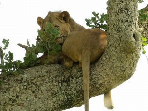 The Great Trekkers Safaris. A sustainable and fair tourism project 5 The Great Trekkers Safaris. A sustainable and fair tourism project 5