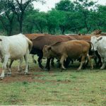 Cattle Area Kweneng District – Botswana