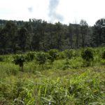 Chipinge Agricultural Area – Zimbabwe