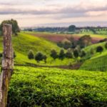 Nyeri County Agricultural Area – Kenya