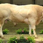 Cattle Area Kweneng District – Botswana