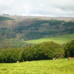Njombe Tea Area – Tanzania