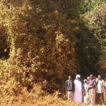 The Nyumba Nitu Natural Forest – Mlevela – Tanzania