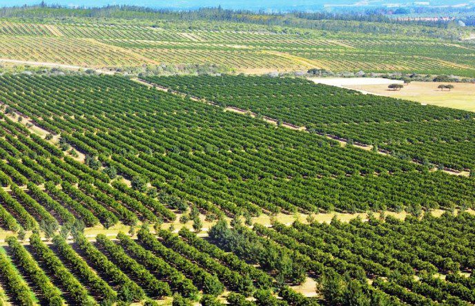 Unlocking the Potential of Selebi-Phikwe Agricultural Area: A Gateway to Sustainable Export Growth 1 Selebi-Phikwe