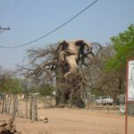 Moana Elephant Tree (Baobab) – Dukwi