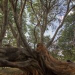 Livingstone’s tree – Botswana