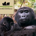 Bwindi Impenetrable National Park – Uganda