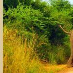 The Murchison Falls National Park – Uganda