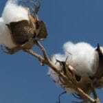 El algodón de Uganda
