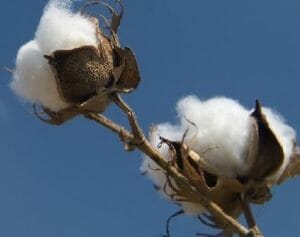 El algodón de Uganda 1