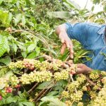 About Ugandan coffee and NUCAFE