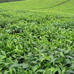 Bushenyi Tea Area – Uganda