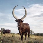 Ankole Cows Area – Uganda
