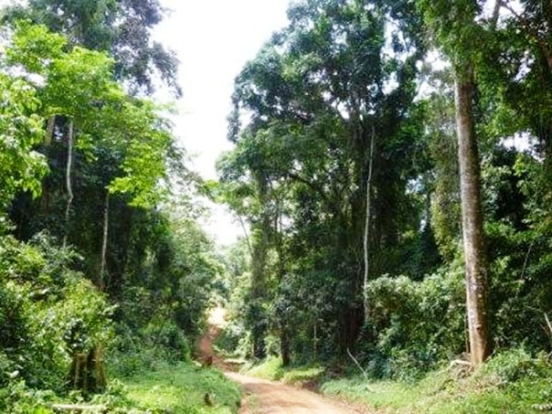 bugoma-central-forest-reserve-uganda-prodafrica-business-directory