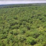 Bugoma Central Forest Reserve – Uganda