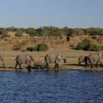 Chove River – Botswana