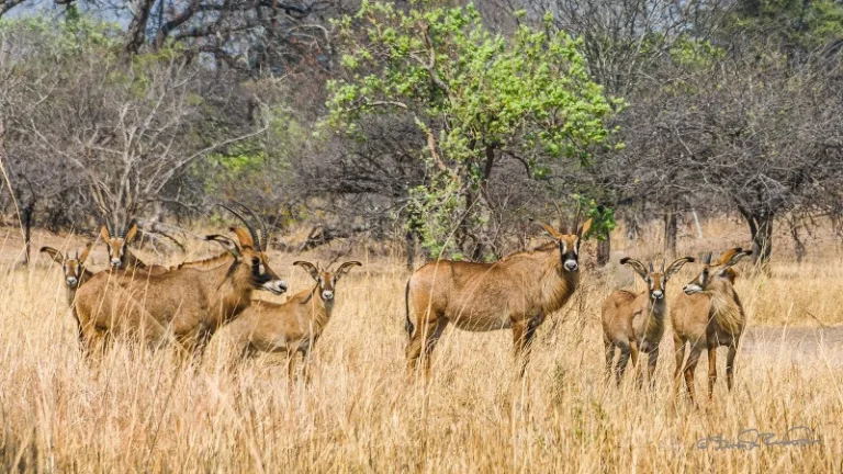 KAFUE_002_PHOTO_BY_Steven-DosRemedios_FLICKR KAFUE_002_PHOTO_BY_Steven-DosRemedios_FLICKR