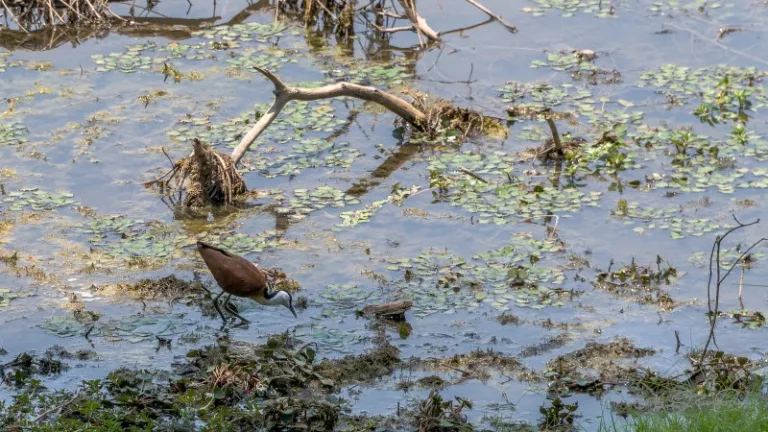 KAFUE_003_PHOTO_BY_Steven-DosRemedios_FLICKR KAFUE_003_PHOTO_BY_Steven-DosRemedios_FLICKR