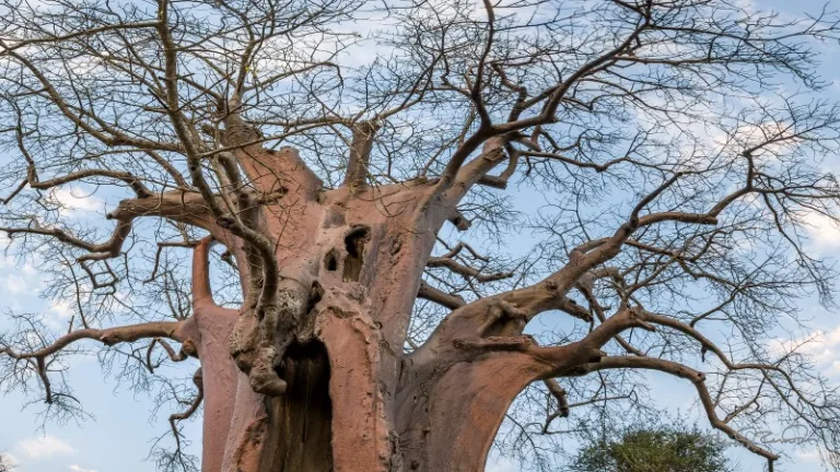 KAFUE_004_PHOTO_BY_Steven-DosRemedios_FLICKR KAFUE_004_PHOTO_BY_Steven-DosRemedios_FLICKR