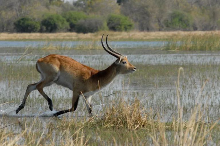 MOREMI_001_Photo_by_HBIESER_PIXABAY MOREMI_001_Photo_by_HBIESER_PIXABAY