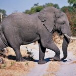 Moremi Game Reserve – Botswana