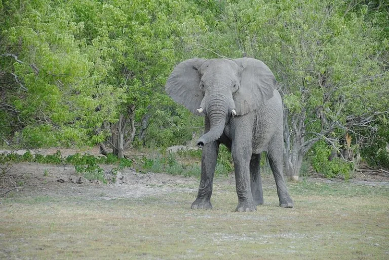 MOREMI_006_Photo_by_Diego_Cue_WIKIPEDIA MOREMI_006_Photo_by_Diego_Cue_WIKIPEDIA