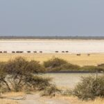 Makgadikgadi Pans National Park – Botswana