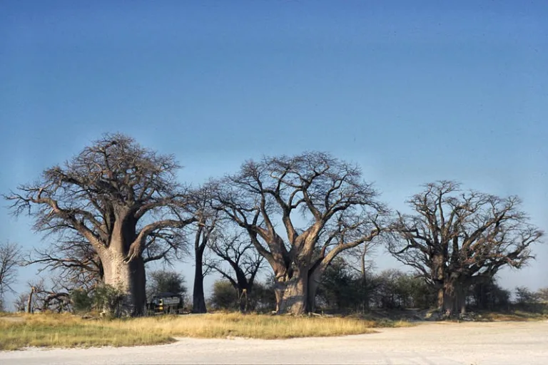 MAKGADIKGADI_0002_Photo_by_Ralf-Ellerich_WIKIPEDIA MAKGADIKGADI_0002_Photo_by_Ralf-Ellerich_WIKIPEDIA