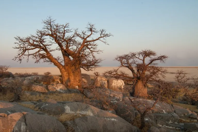 MAKGADIKGADI_0004_Photo_by_hbieser_NEEDPIX MAKGADIKGADI_0004_Photo_by_hbieser_NEEDPIX