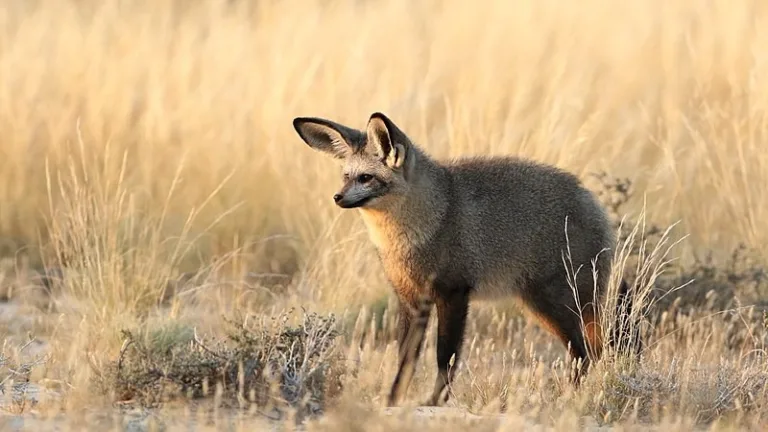 KGALAGADI_006_Photo_by_-Derek-Keats_WIKIPEDIA KGALAGADI_006_Photo_by_-Derek-Keats_WIKIPEDIA