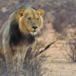 Central Kalahari Game Reserve – Botswana