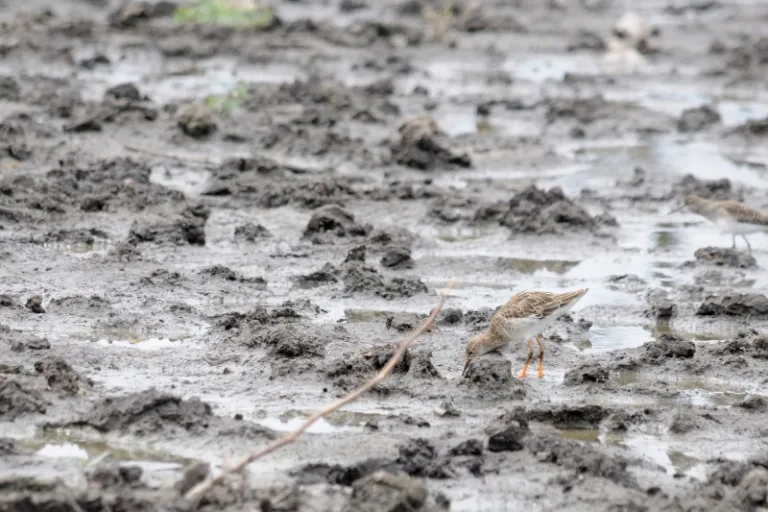 NGAMI_001_PHOTO_BY_Andrew-Ashton_FLICKR