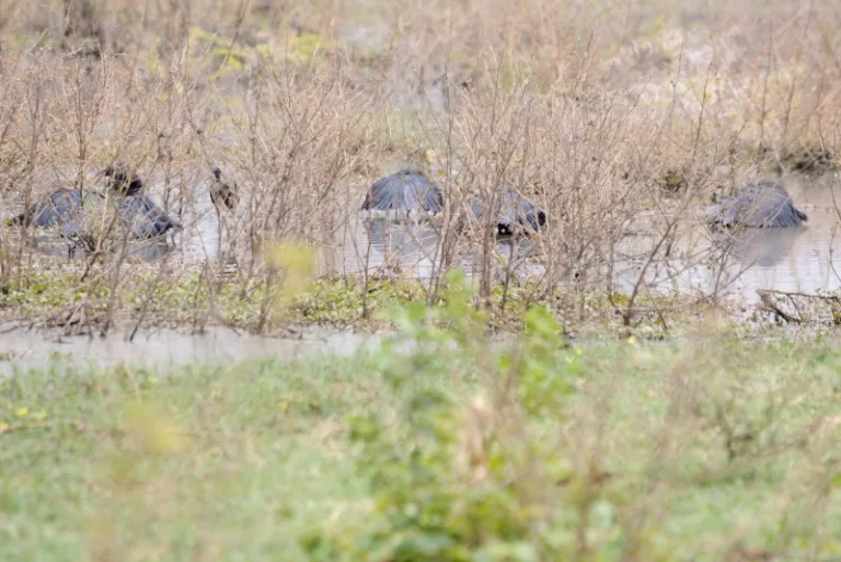 NGAMI_002_PHOTO_BY_Andrew-Ashton_FLICKR