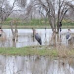 Lake Ngami – Botswana