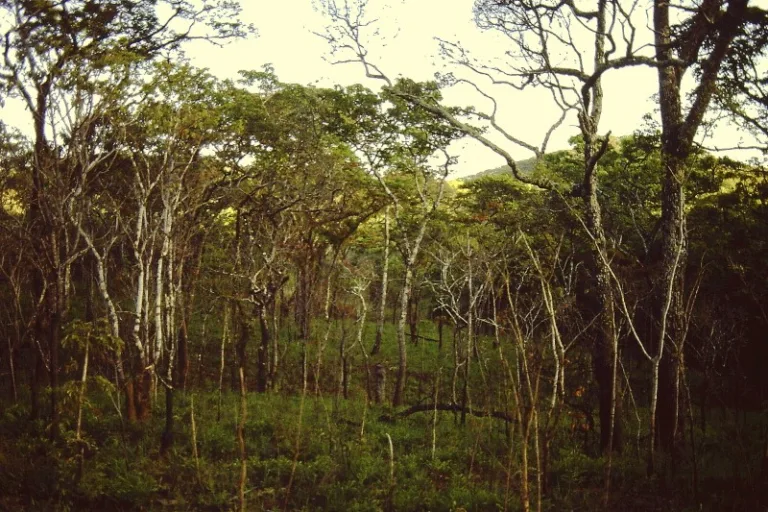 NIASSA_001_PHOTO_BY_Lichinga_WIKIPEDIA