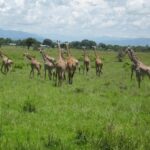 Mikumi National Park – Tanzania