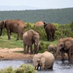 Addo Elephant National Park – South Africa