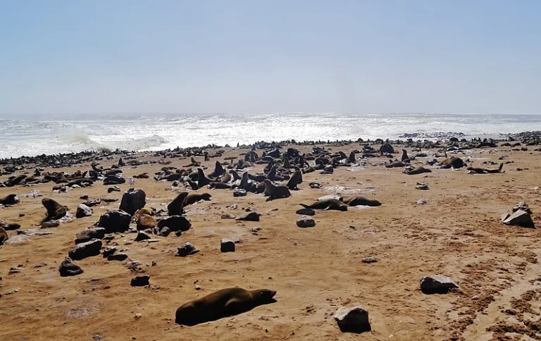 SKELETON_004_Photo_by_Zairon_WIKIPEDIA SKELETON_004_Photo_by_Zairon_WIKIPEDIA