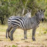 Lake Mburo National Park – Uganda