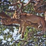 Queen Elizabeth National Park – Uganda