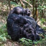 Mgahinga Gorilla National Park – Uganda