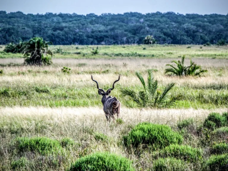 ISIMANGALISO_002_PHOYO_BY_Fyre_Mael_FLICKR ISIMANGALISO_002_PHOYO_BY_Fyre_Mael_FLICKR