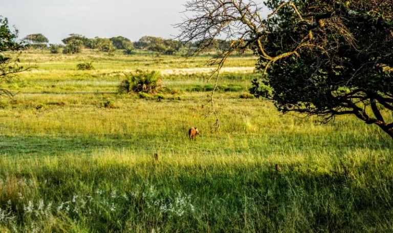 ISIMANGALISO_003_PHOYO_BY_Fyre_Mael_FLICKR ISIMANGALISO_003_PHOYO_BY_Fyre_Mael_FLICKR
