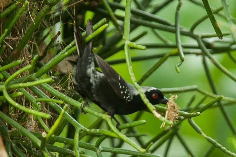 KIBALE_005_Photo_by_Francesco-Veronesi_Wikipedia KIBALE_005_Photo_by_Francesco-Veronesi_Wikipedia