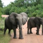 South Luangwa National Park – Zambia