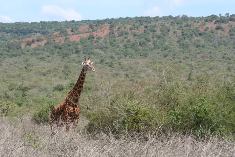 AKAGERA_002_PHOTO_BY_JOHN_COOKE_RWANDA_FLICKR AKAGERA_002_PHOTO_BY_JOHN_COOKE_RWANDA_FLICKR
