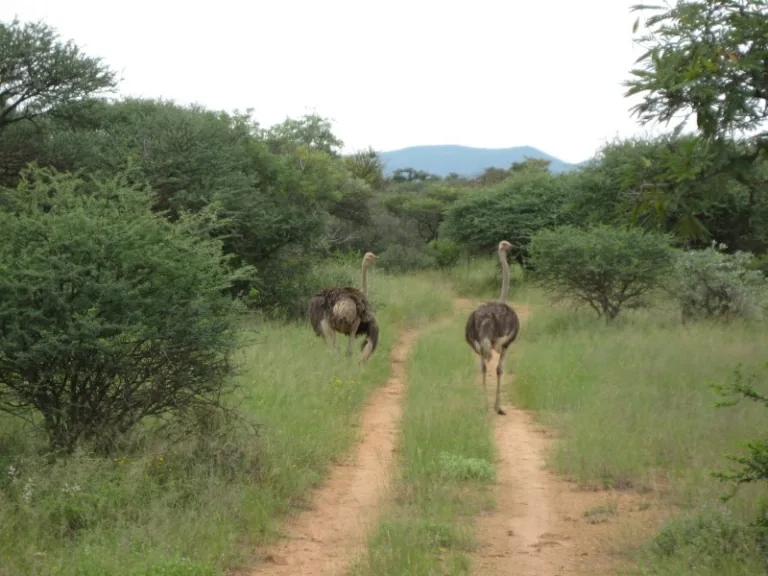 MOKOLODI_001_PHOTO_Diverman_WIKIPEDIA MOKOLODI_001_PHOTO_Diverman_WIKIPEDIA