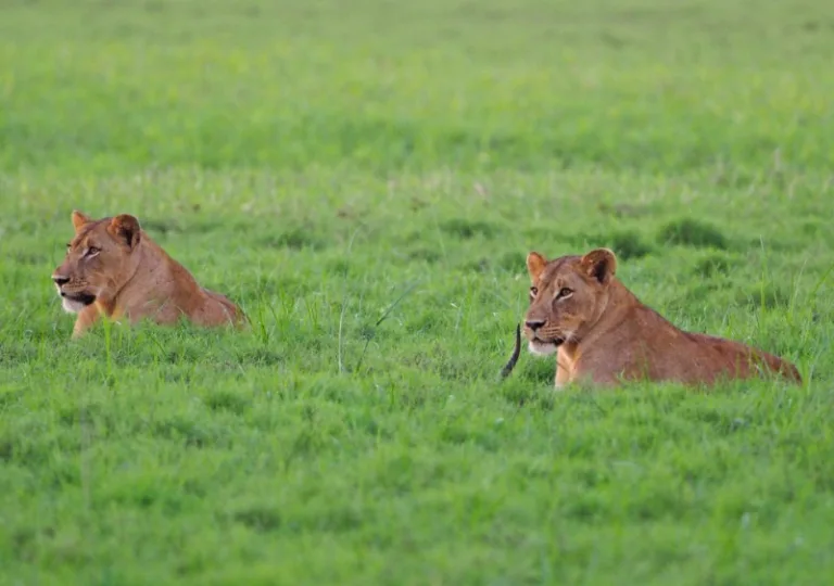 GORONGOSA_001_PHOTO_BY_Judy-Gallagher_WIKIPEDIA