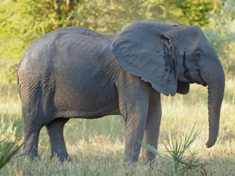 GORONGOSA_002_PHOTO_BY_Judy-Gallagher_WIKIPEDIA
